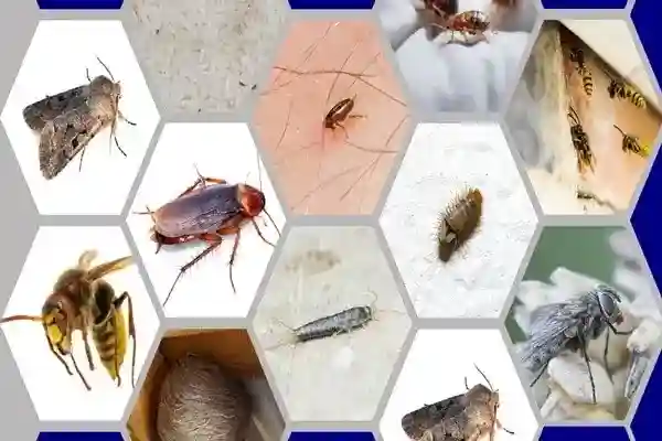 Pest Inspection